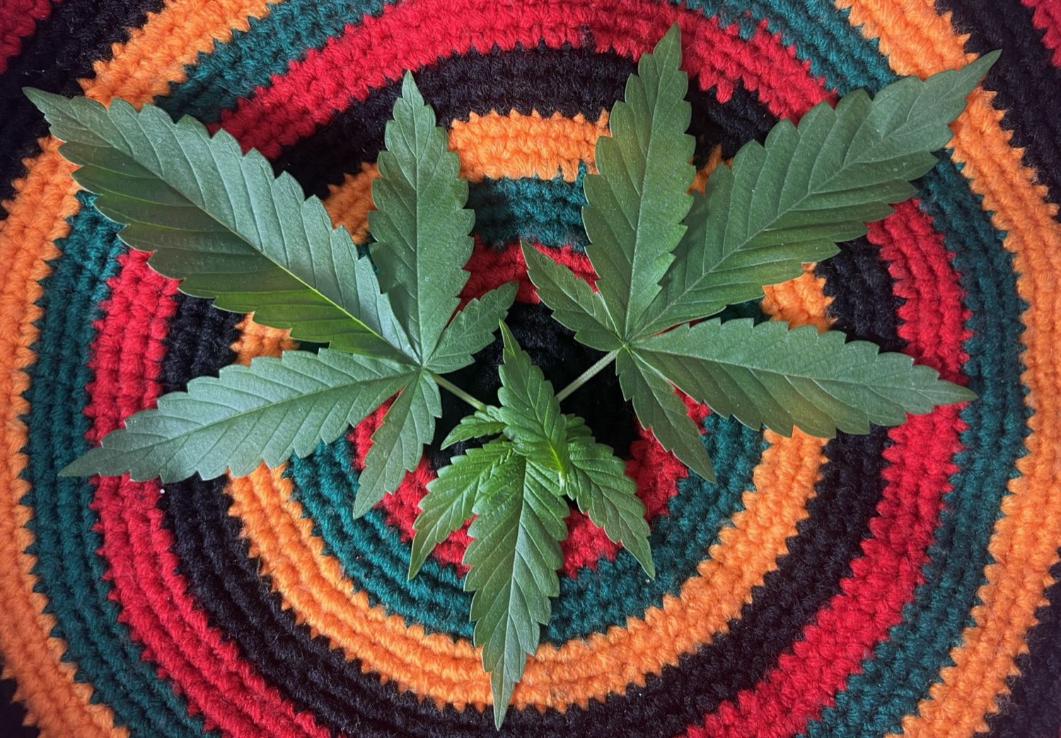 OG-line cannabis plants in a controlled indoor room