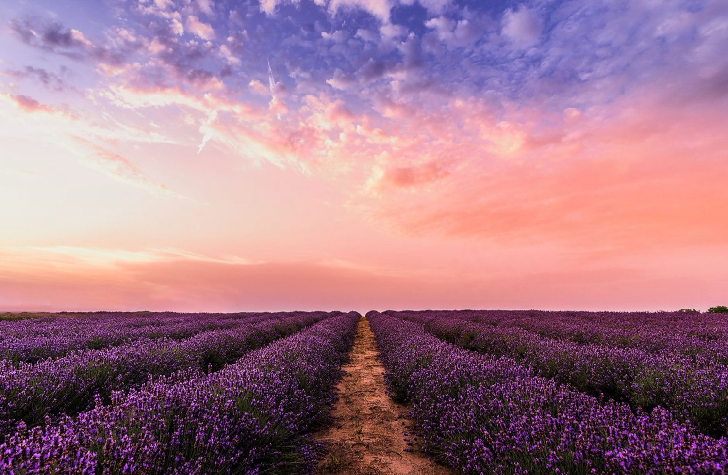 Lavender representing the linalool that amplifies Fire OG sedation