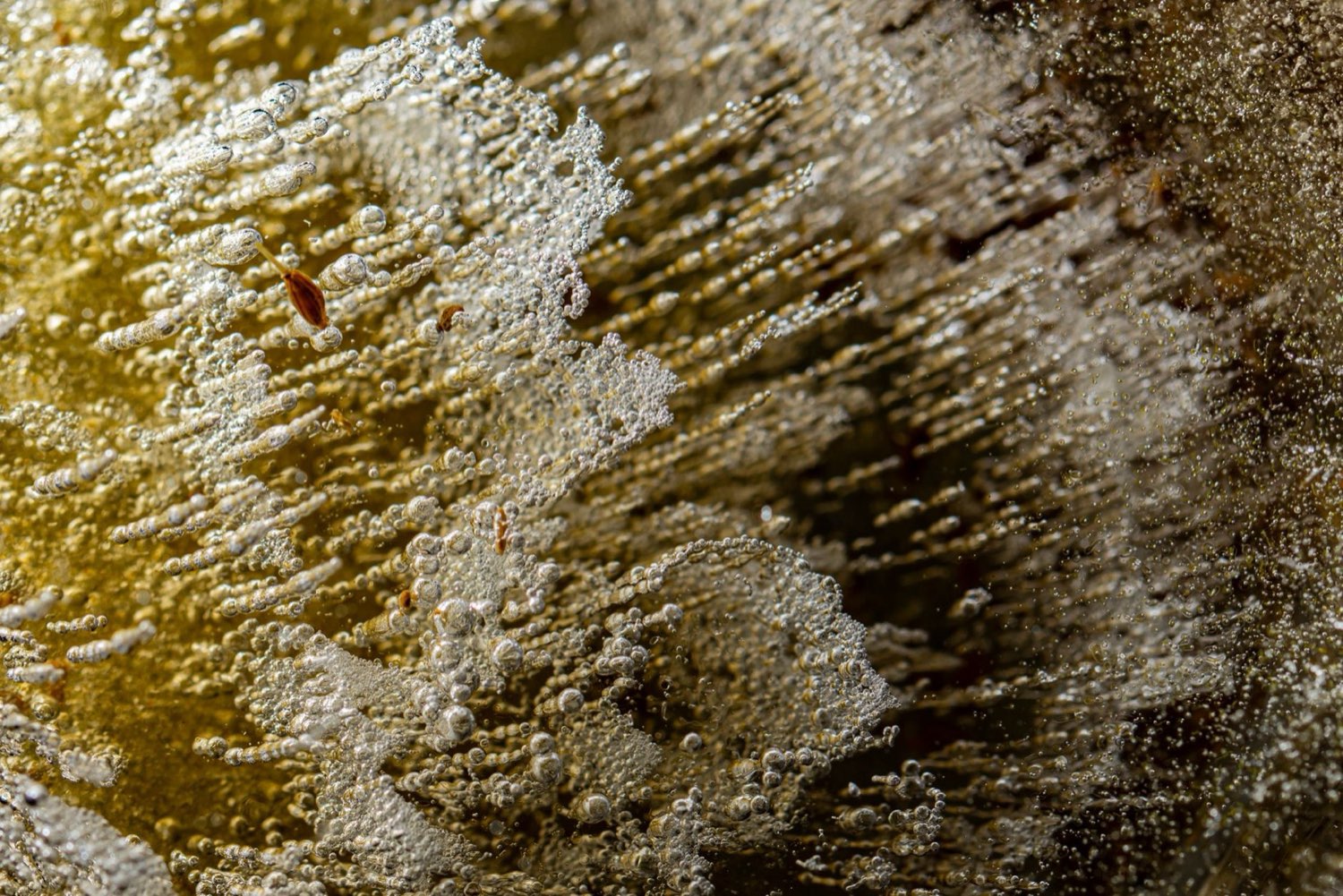 Trichome detail on Fire OG cannabis flower