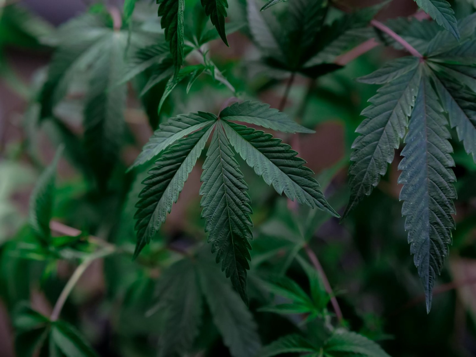 Compact resinous cannabis structure inherited from Cookies parents