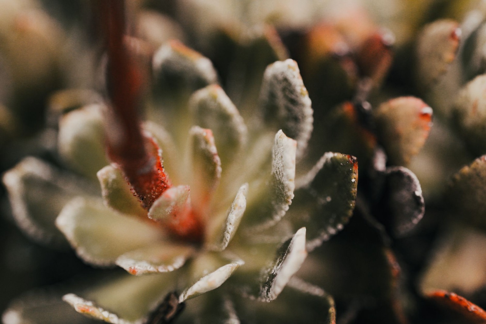 Extreme trichome production characteristic of Original Glue