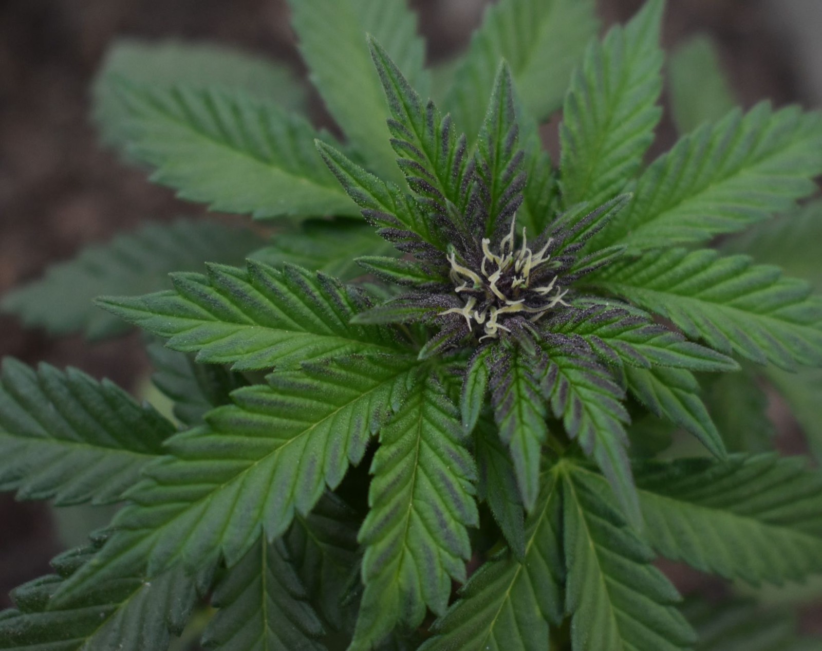 Sticky resin-heavy cannabis flower from the Glue line