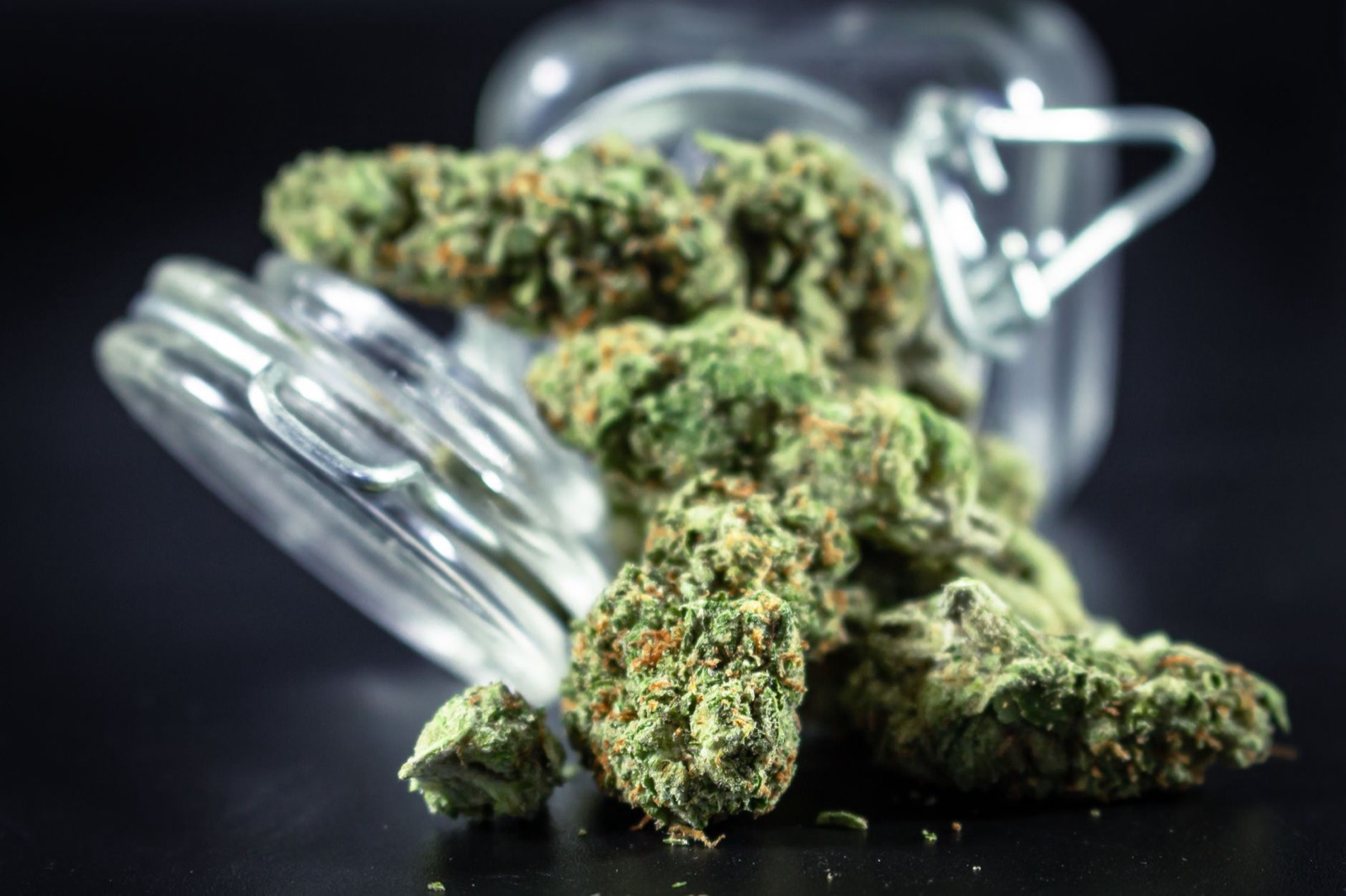 Dense extremely resinous GMO cannabis flower