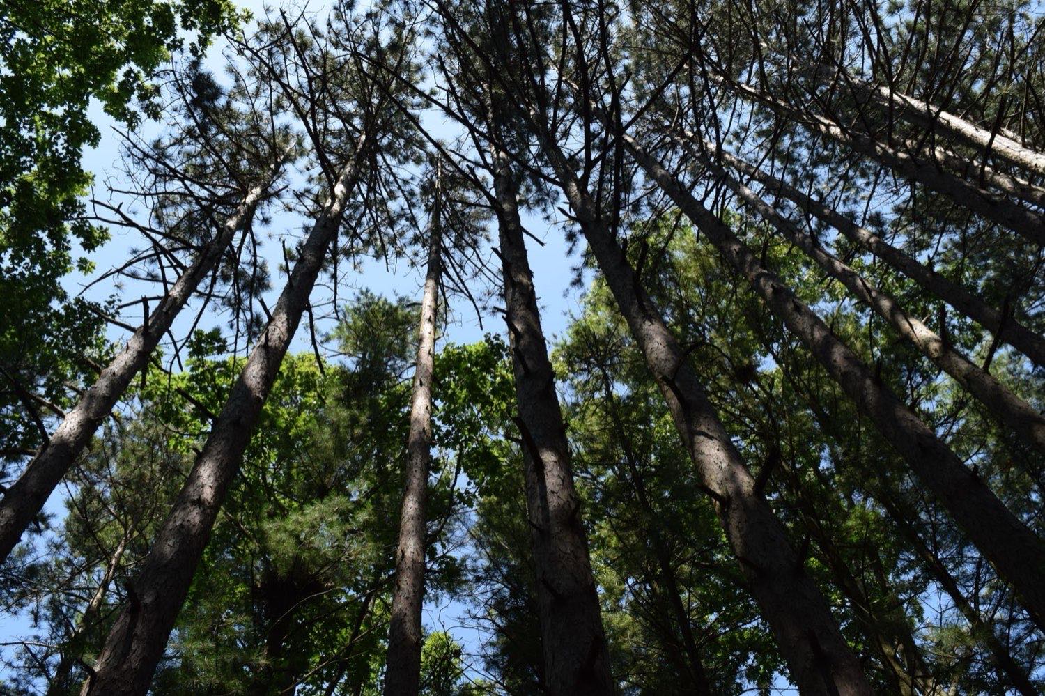 Northern Michigan forest beside the Lost Leaf craft cannabis facility
