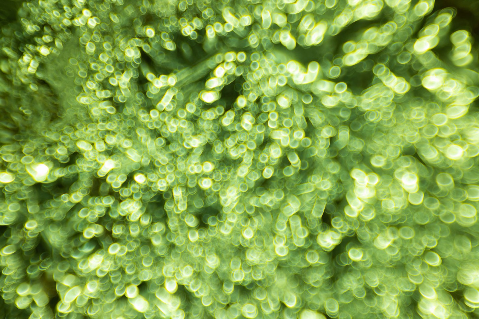 Heavy trichome coverage that became the GSC structural standard