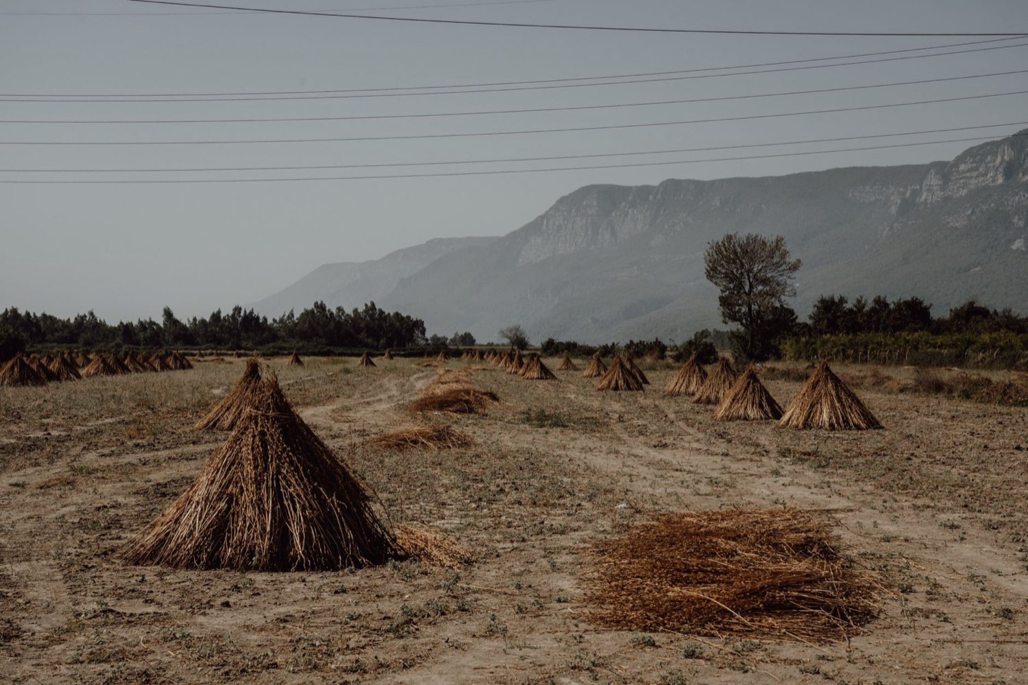 Cannabis branches hanging to dry in a controlled drying space