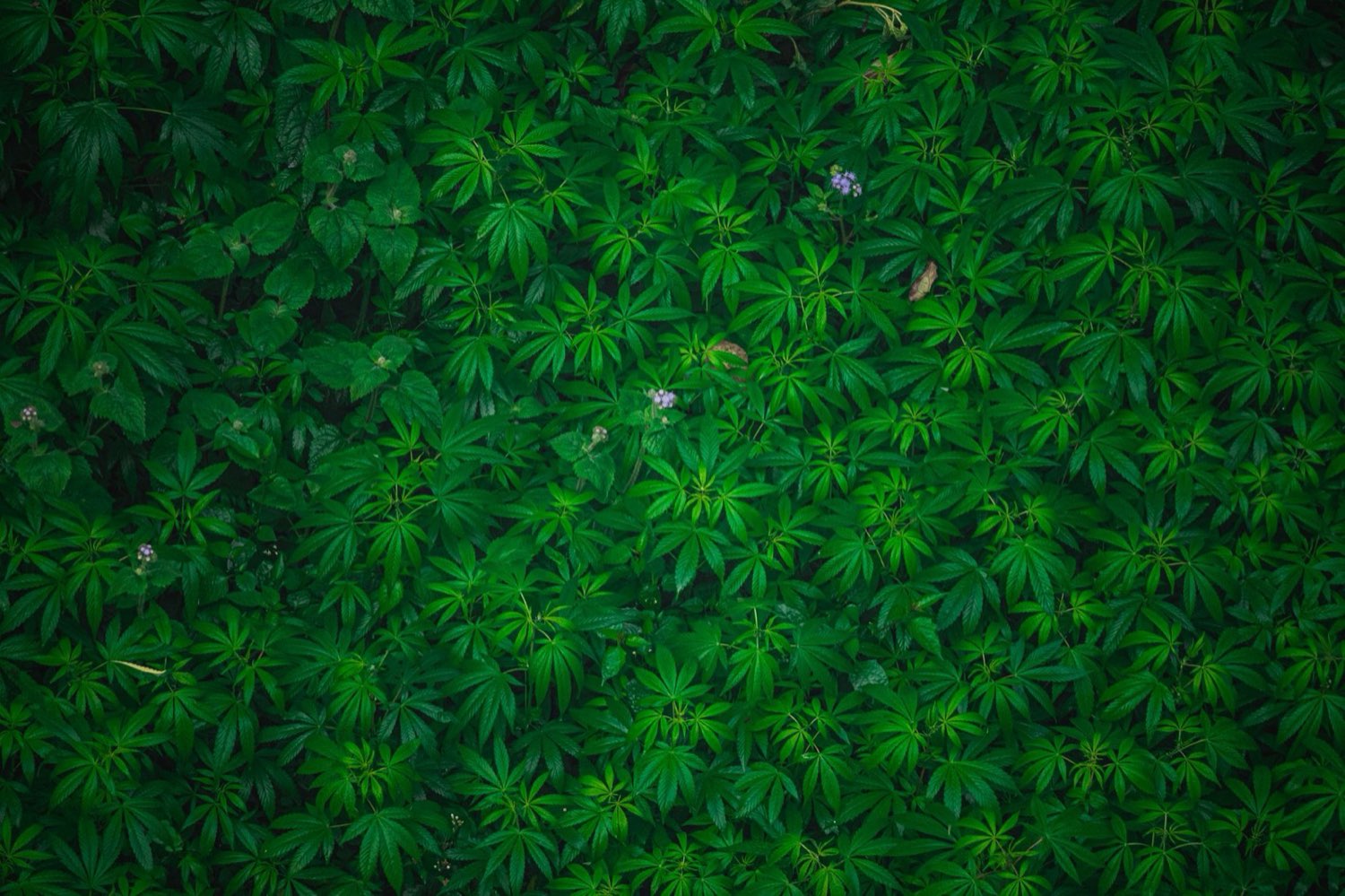 Broad-leaved foliage characteristic of indica landraces