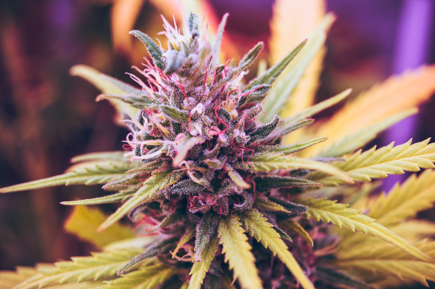 Hand-grown micro-batch cannabis at the Lost Leaf facility