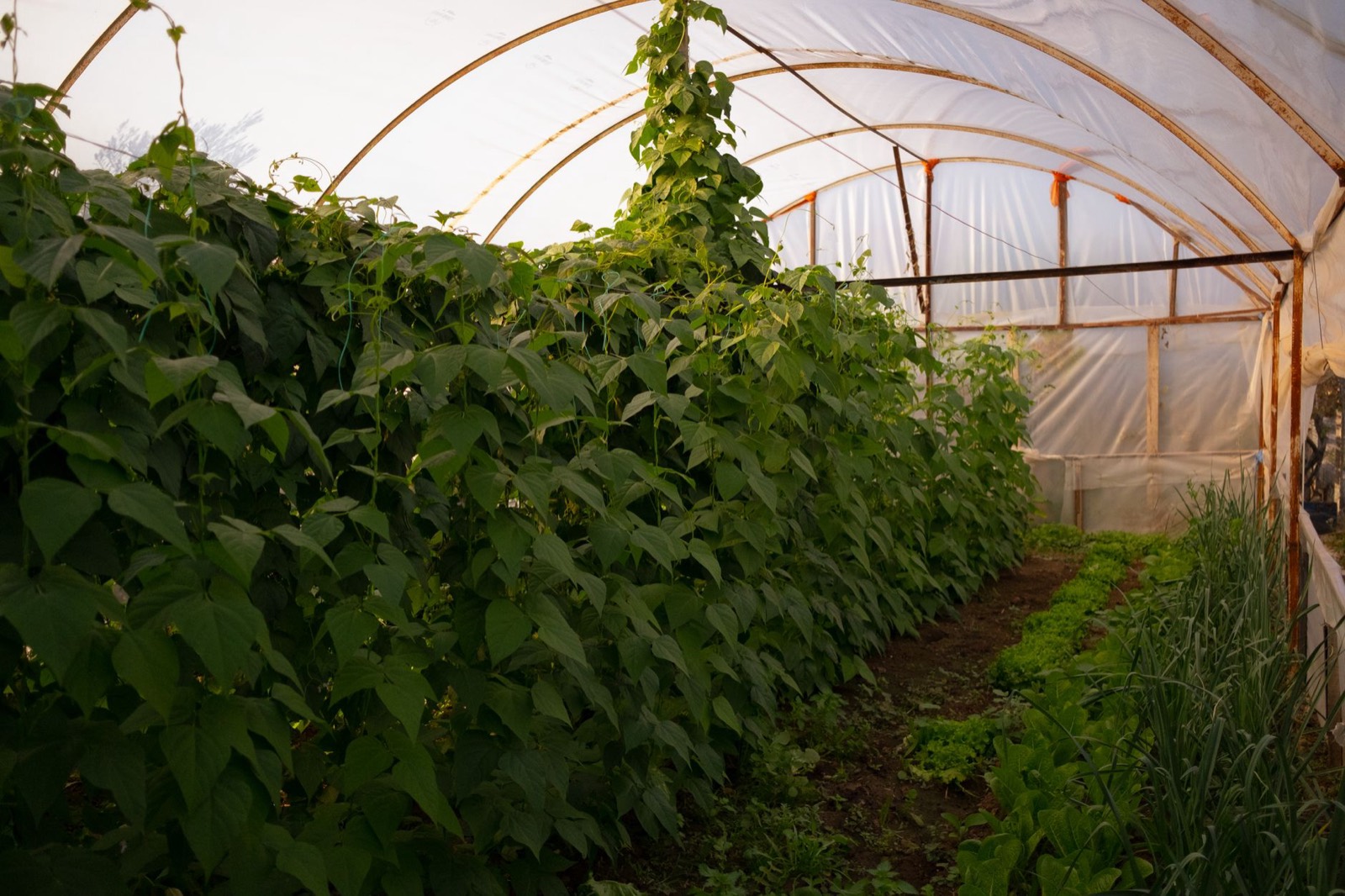 Hydroponic cannabis cultivation system under controlled indoor conditions