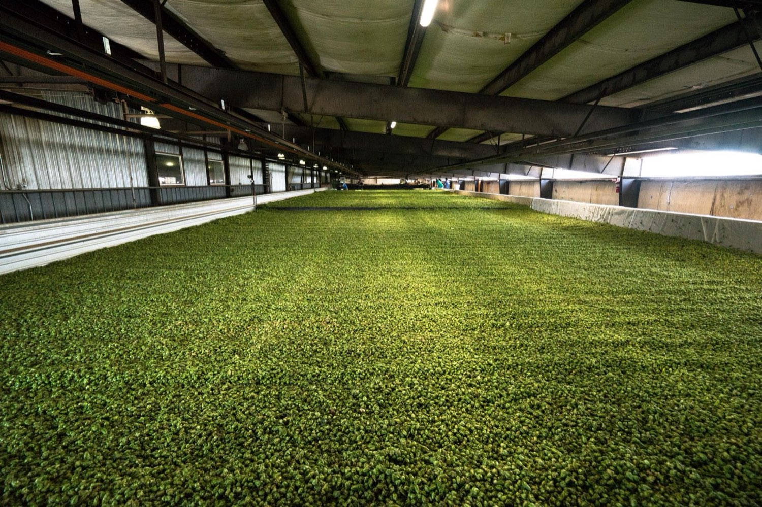 Craft cannabis hand-packaged in-house at a small Michigan facility
