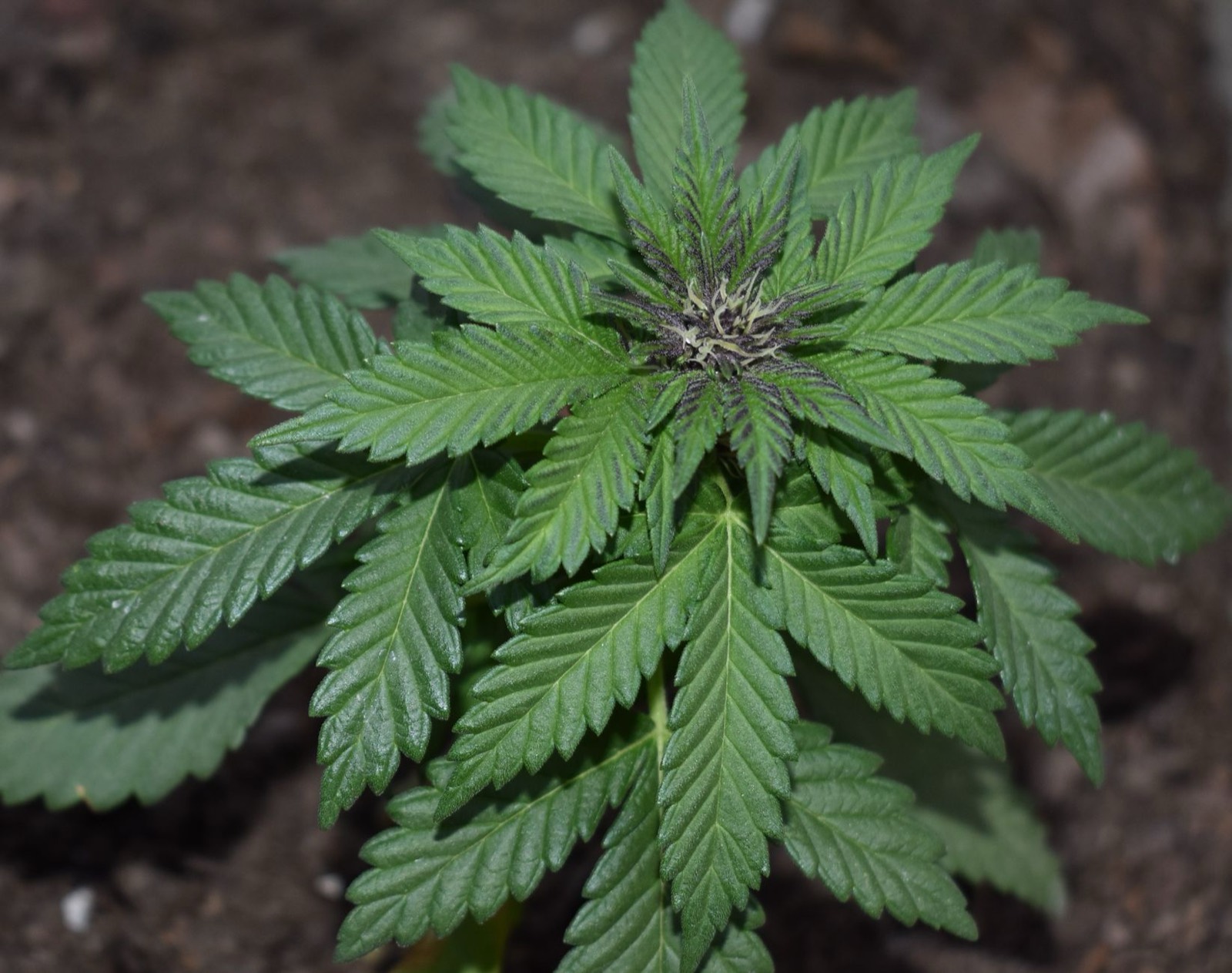 Indoor cannabis canopy grown under controlled environment conditions