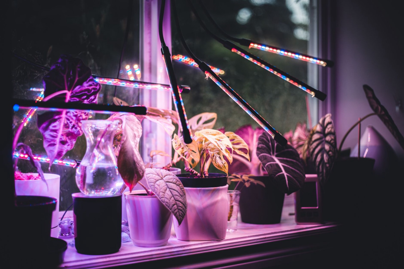 LED grow lights illuminating an indoor cannabis cultivation room