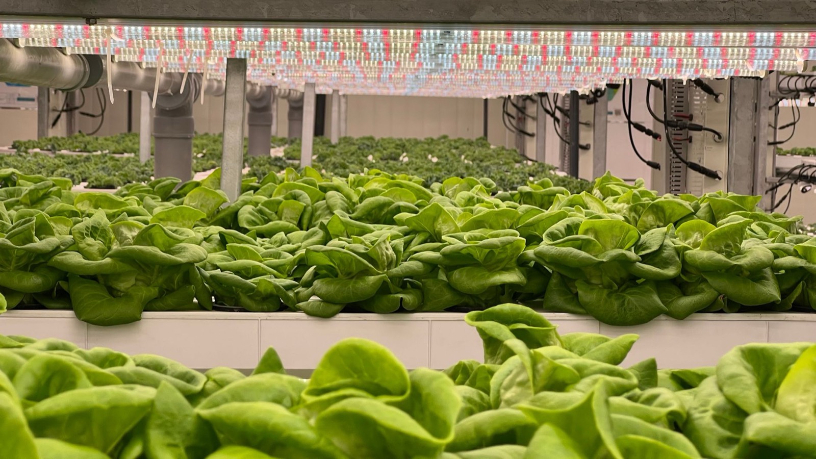 Controlled environment cannabis grow room under LED lighting