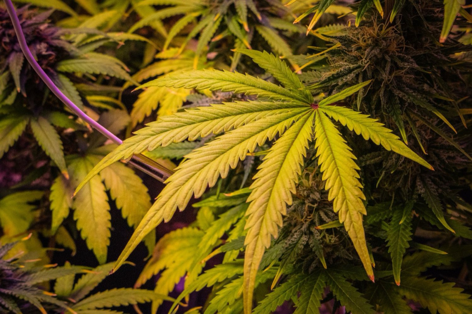 Lost Leaf craft cannabis flower prepared for licensed retail