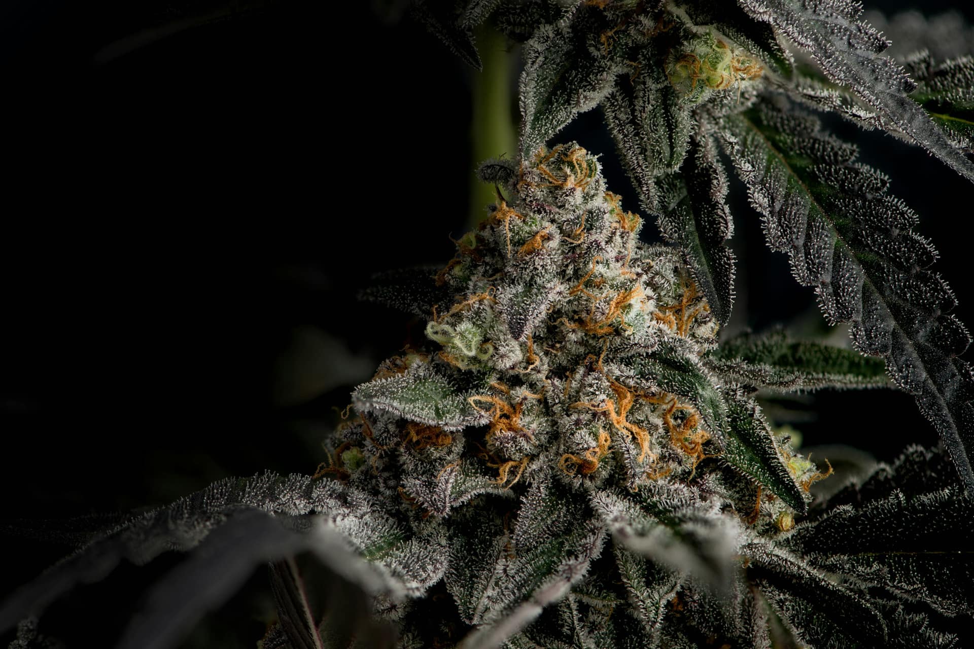 Lost Leaf craft cannabis flower