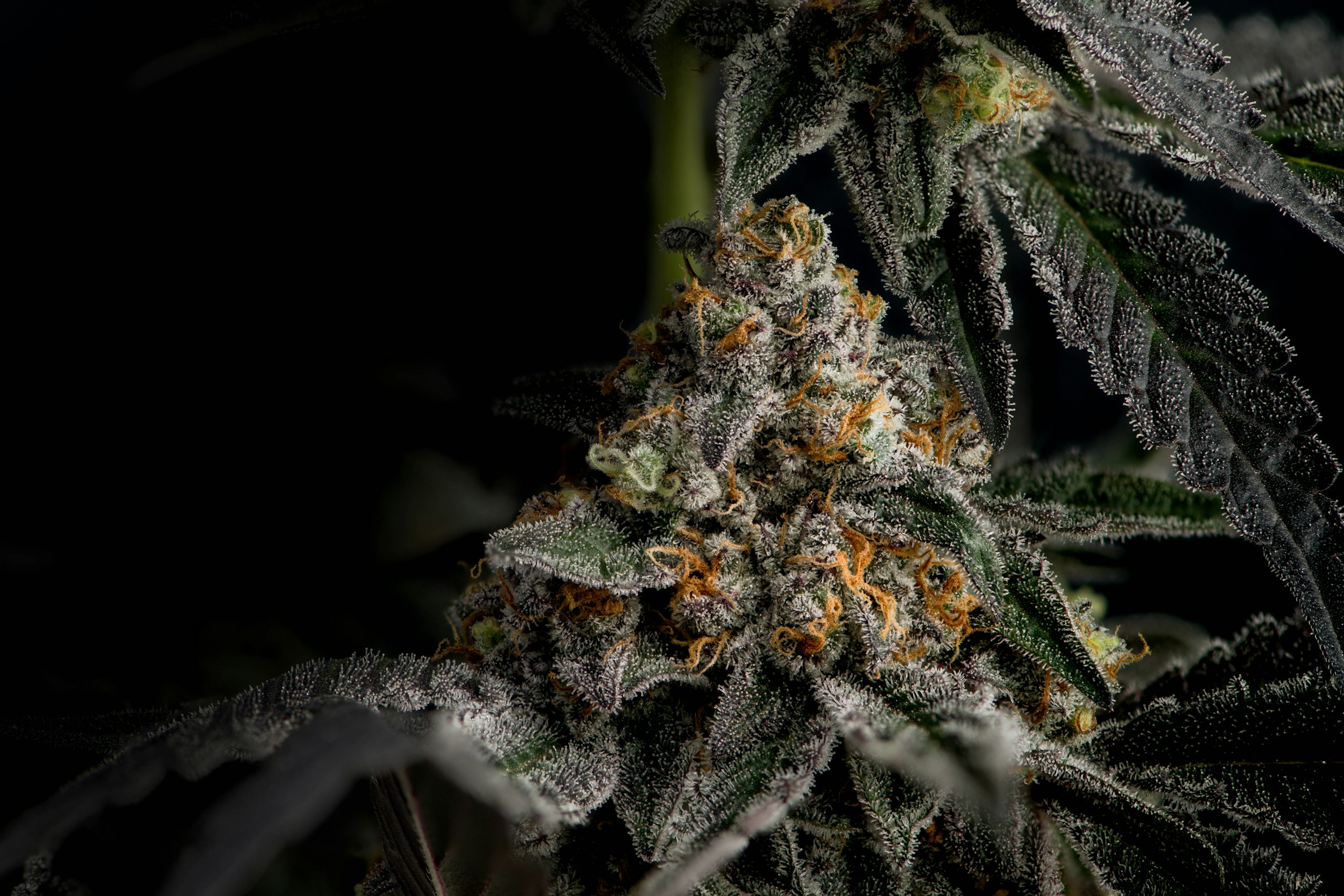 Lost Leaf craft cannabis flower