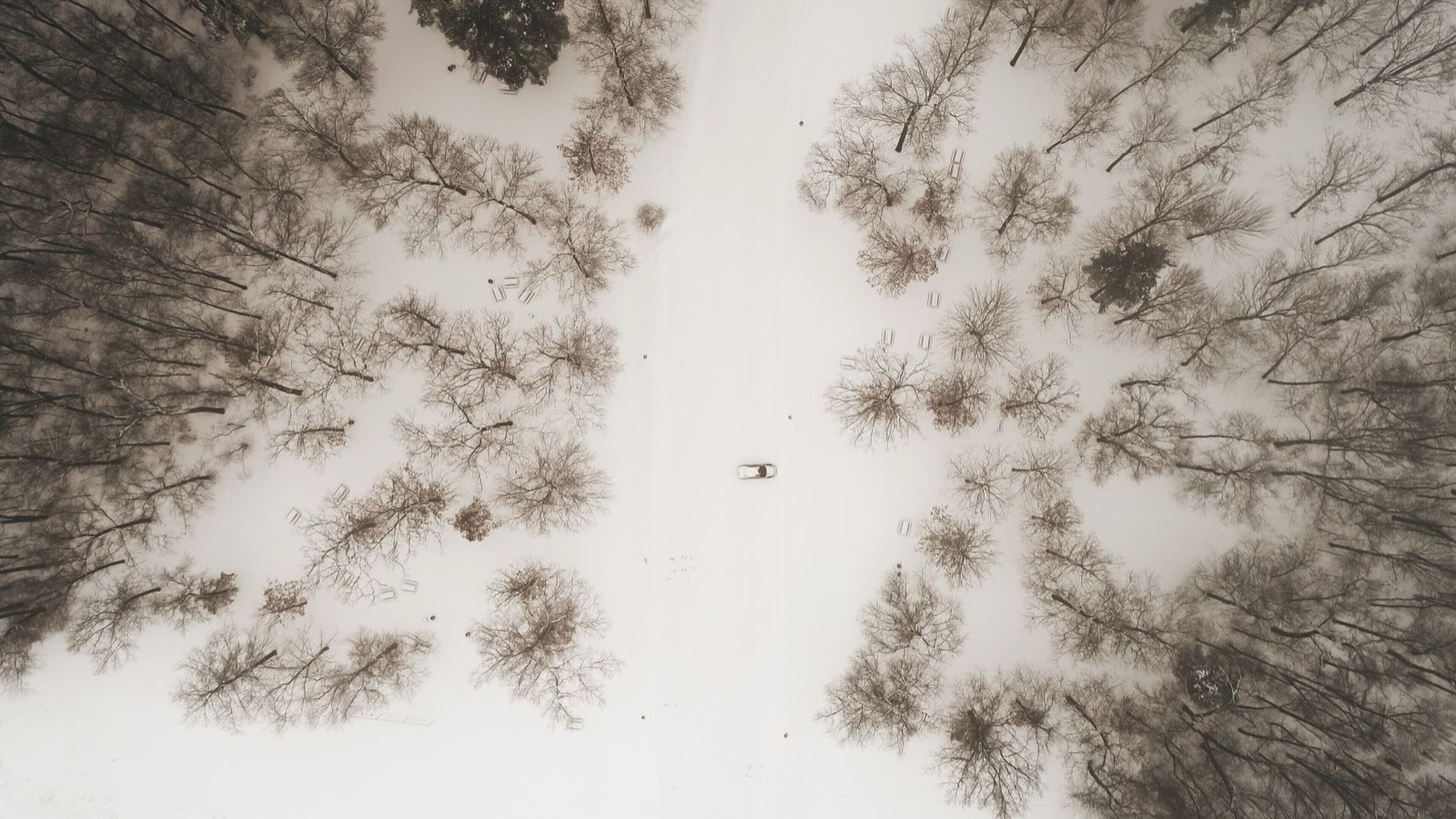 Northern Michigan forest beside the Lost Leaf grow facility