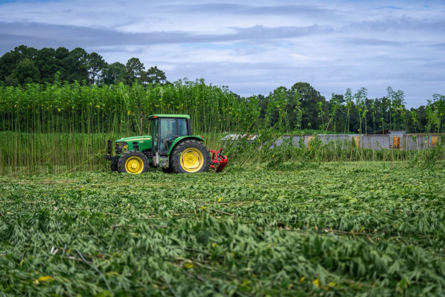 Small-batch cannabis production in a Michigan craft facility
