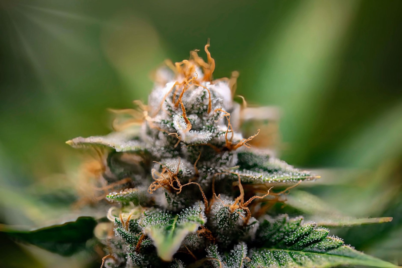 Lou Bega cannabis flower showing dense Moonbow-line structure