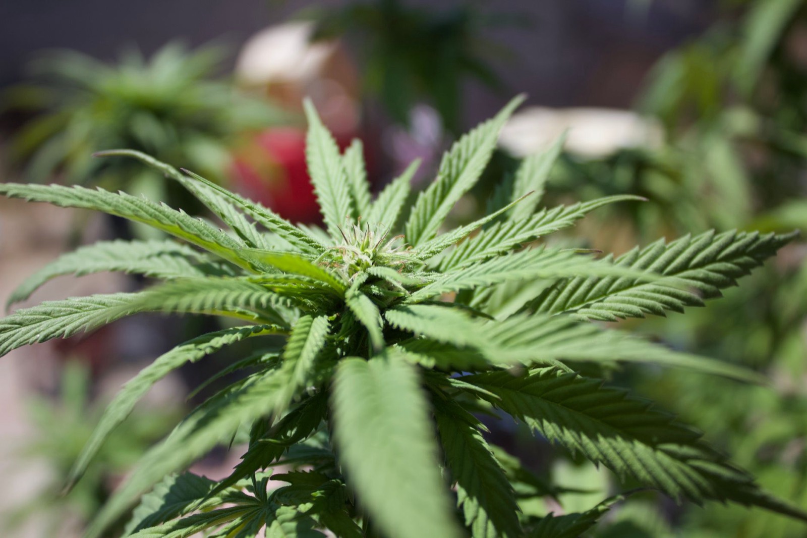 Michigan craft cannabis production competing on quality rather than volume