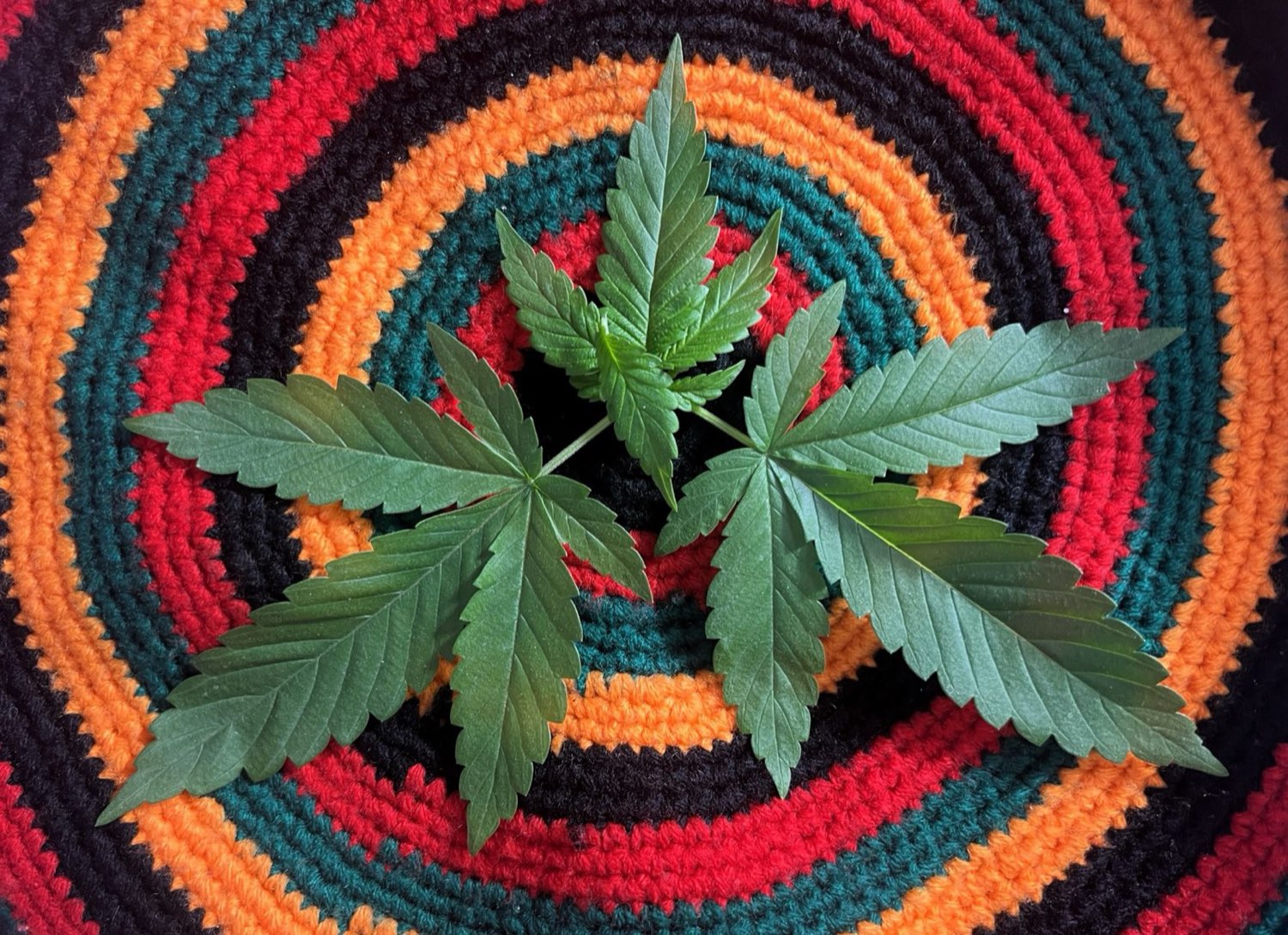 Home cannabis cultivation permitted within Michigan limits