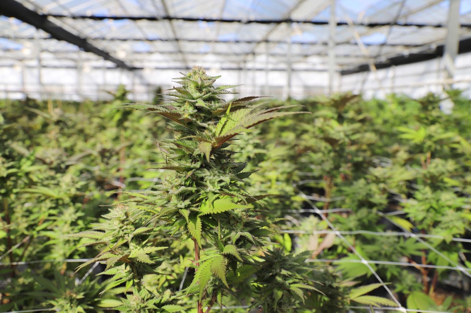 Small-batch craft cannabis production in a Michigan facility