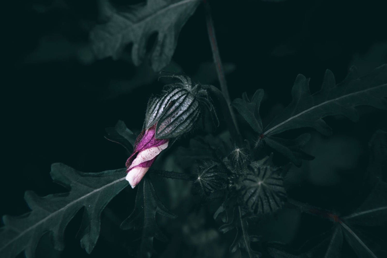 Purple colour expression inherited from the Punch side