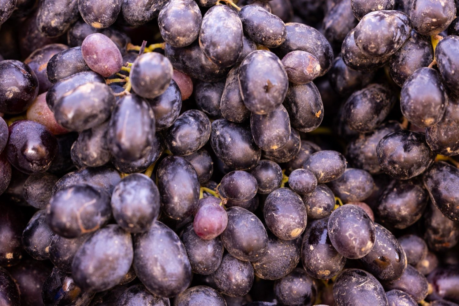 Grapes and berries representing the Purple Punch parent