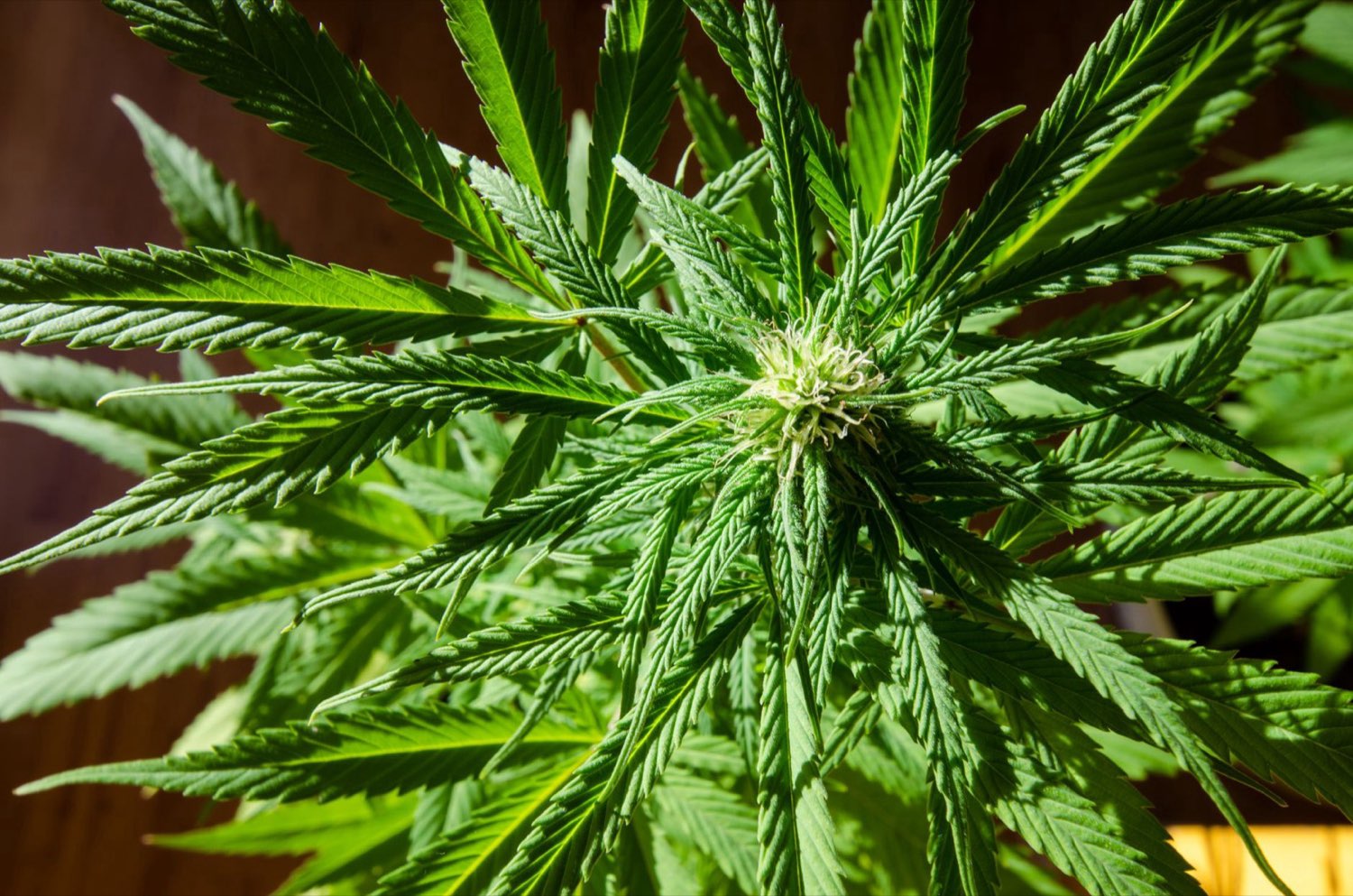 Mimosa cannabis flower showing resinous structure