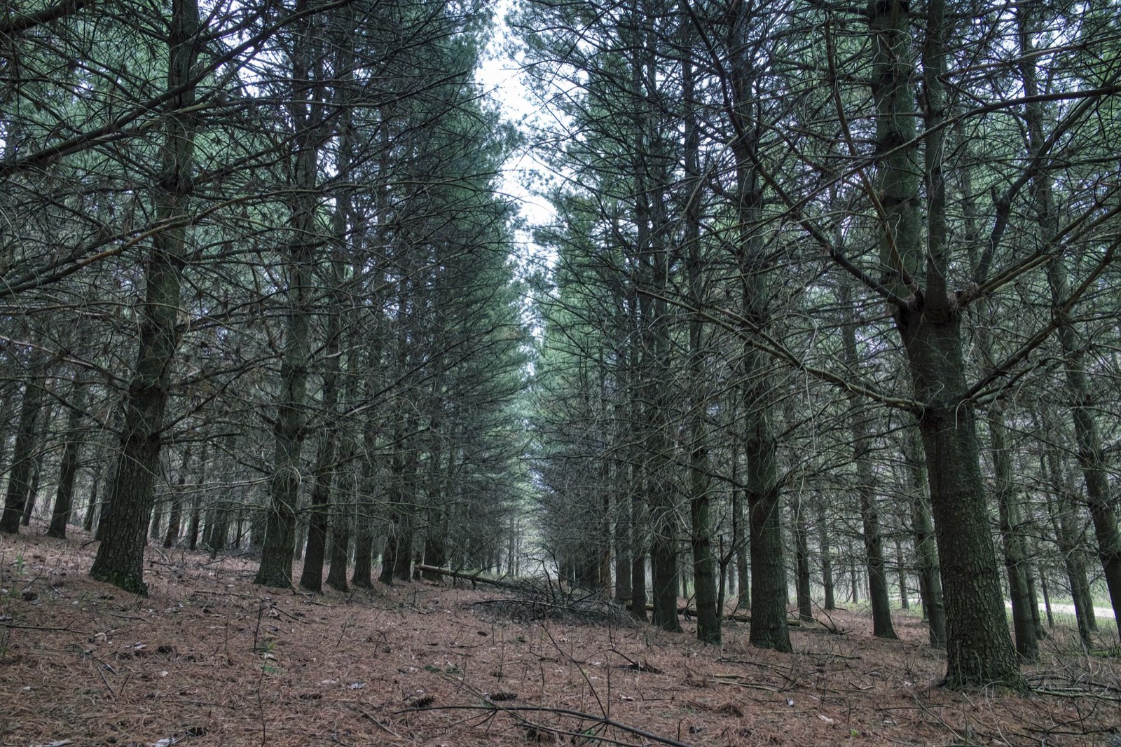 Northern Michigan pine forest near the Lost Leaf craft cannabis facility