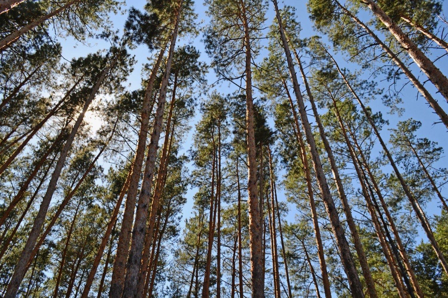 Northern Michigan forest beside the Lost Leaf facility