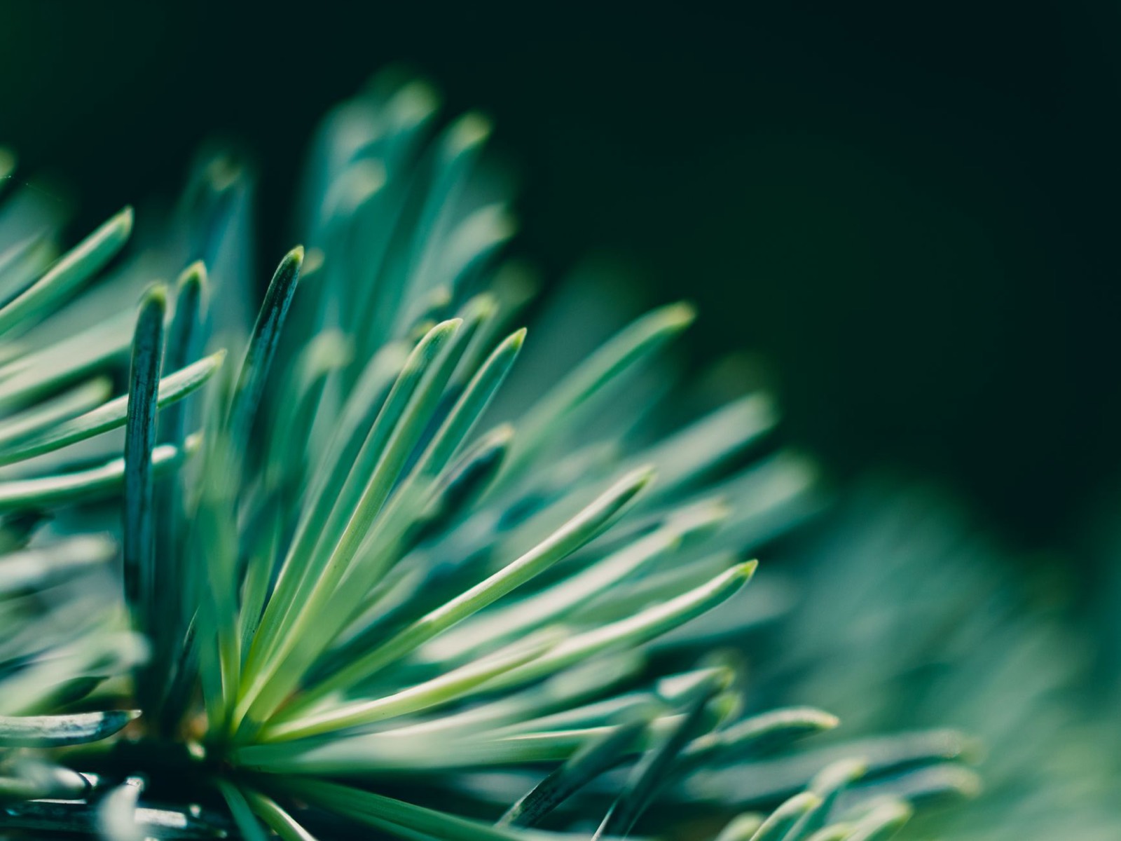 Pine needles representing the earthy pine note in OG Kush