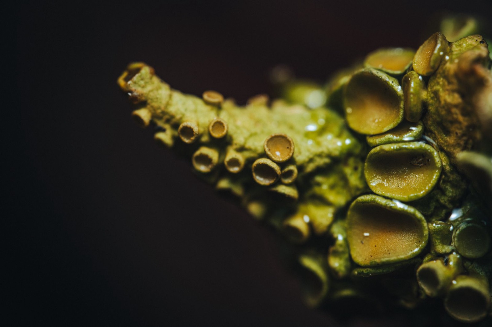 Dense resin and trichome coverage typical of OG genetics