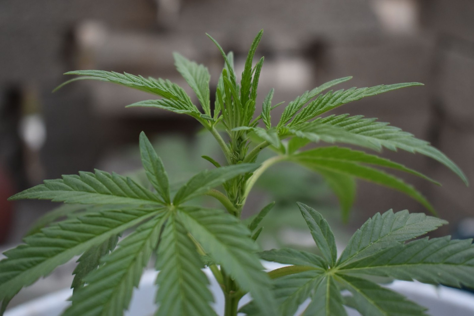 Original Glue cannabis flower with chunky resin-coated structure