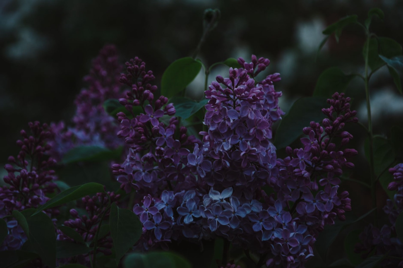 Purple-toned botanical detail reflecting cool late-flower colour expression