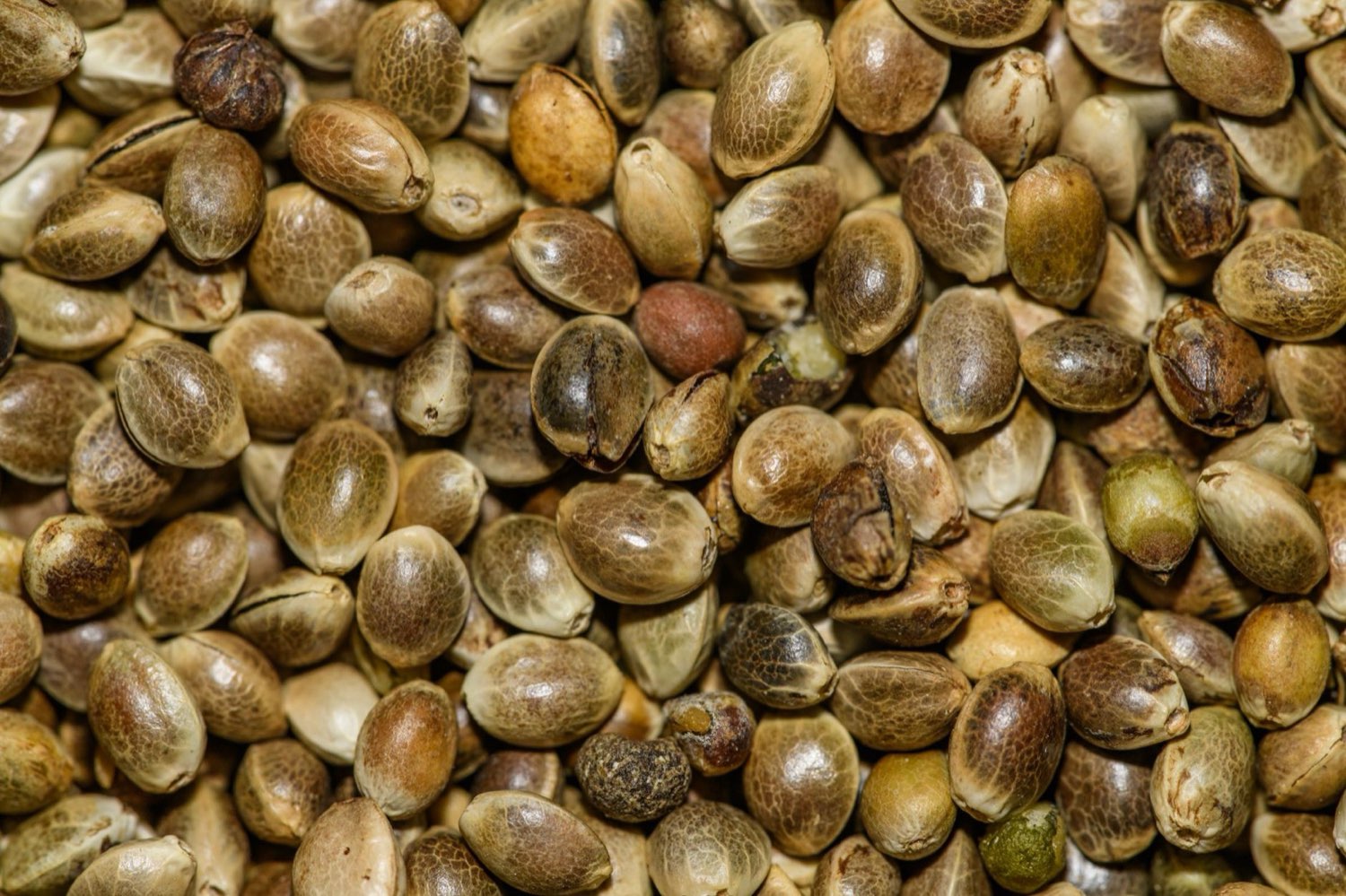 Small-batch cannabis production inside a Michigan craft facility
