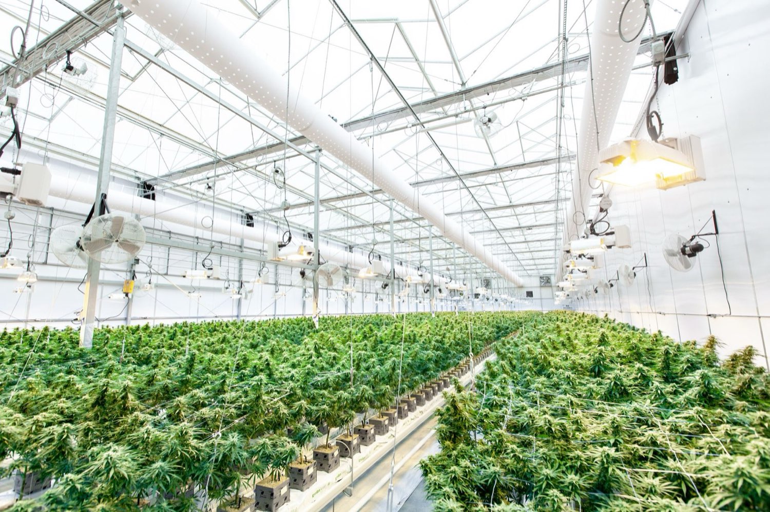Craft cannabis flower that inspires Lost Leaf apparel designs