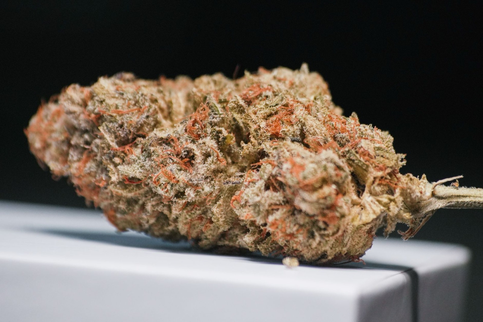 Heavy resin production inherited from the GG#4 parent
