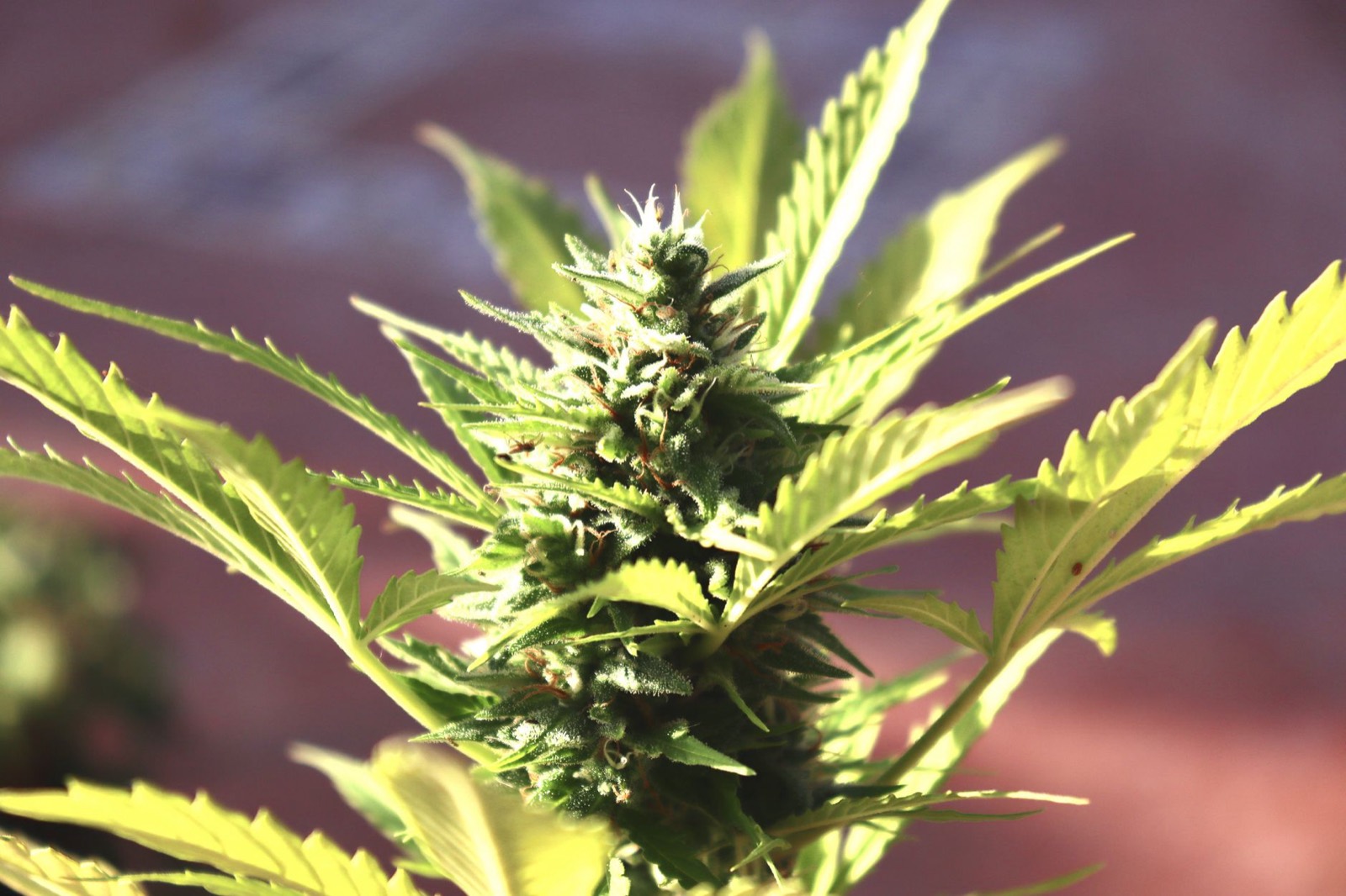 Primal Punch cannabis flower showing dense frost-coated structure