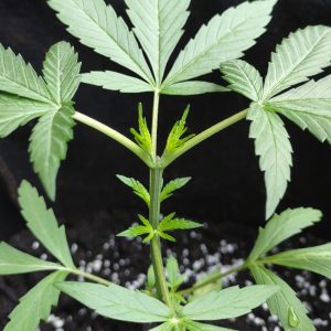 Cloning — Lost Leaf