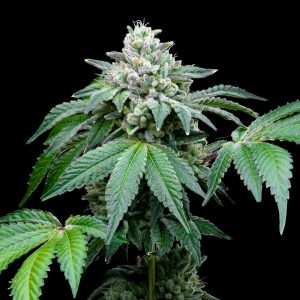 Harvesting, Drying and Curing — Lost Leaf