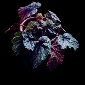 Ideal Room Conditions for LED's — Lost Leaf