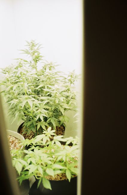 Plant Training — Lost Leaf