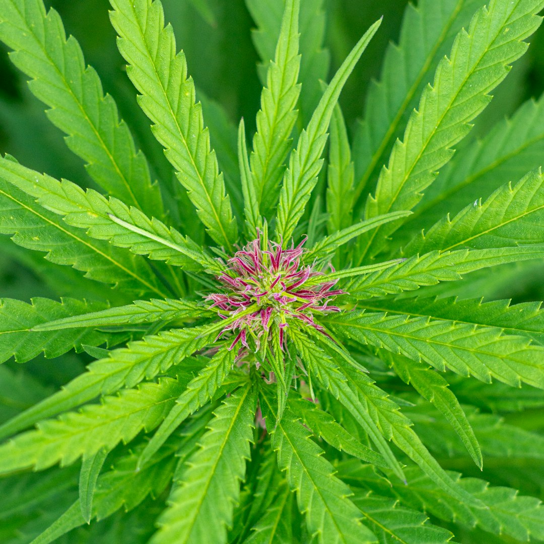 Problem Solving/Troubleshooting — Lost Leaf