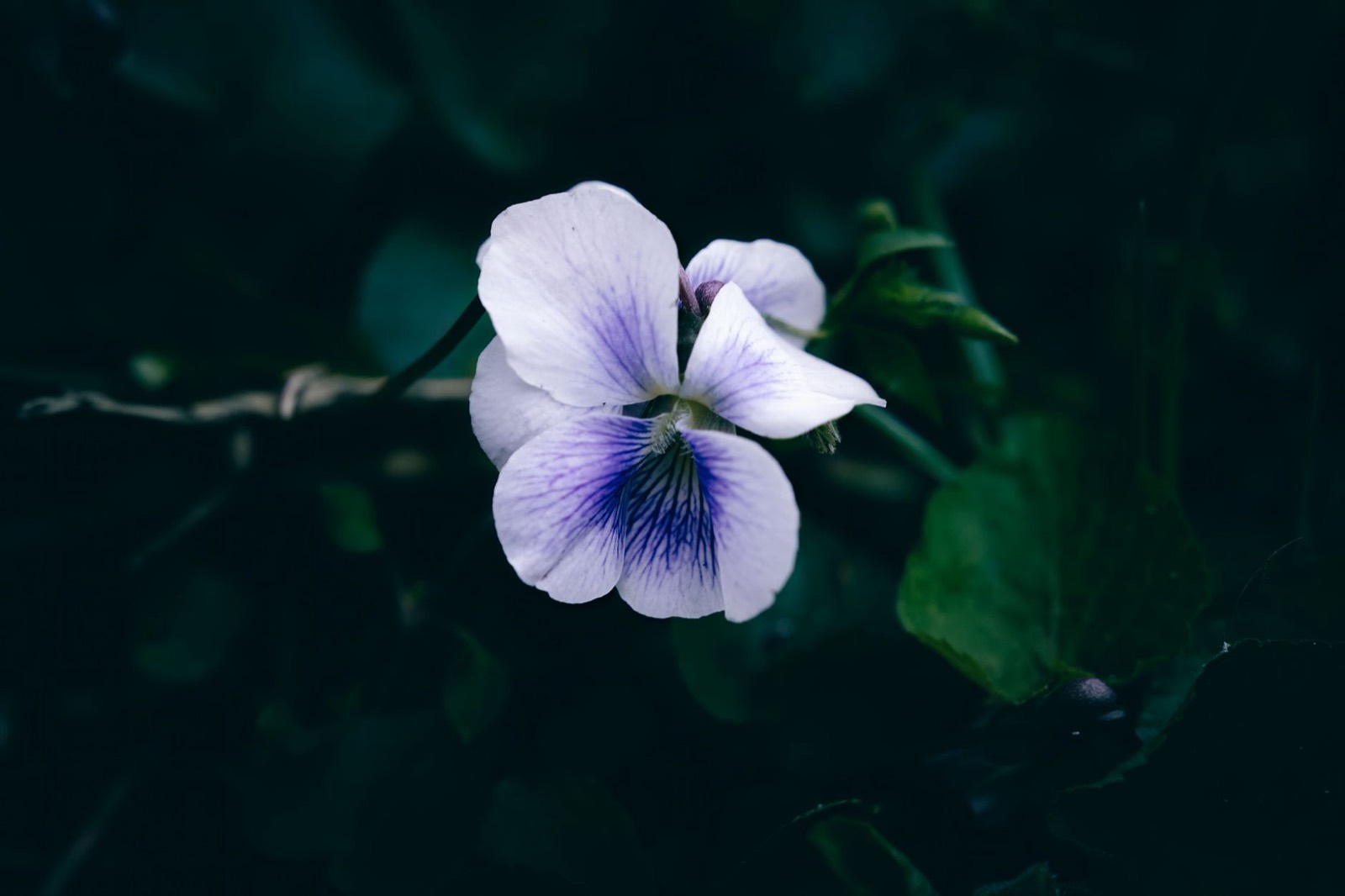 Purple colour expression inherited from Granddaddy Purple