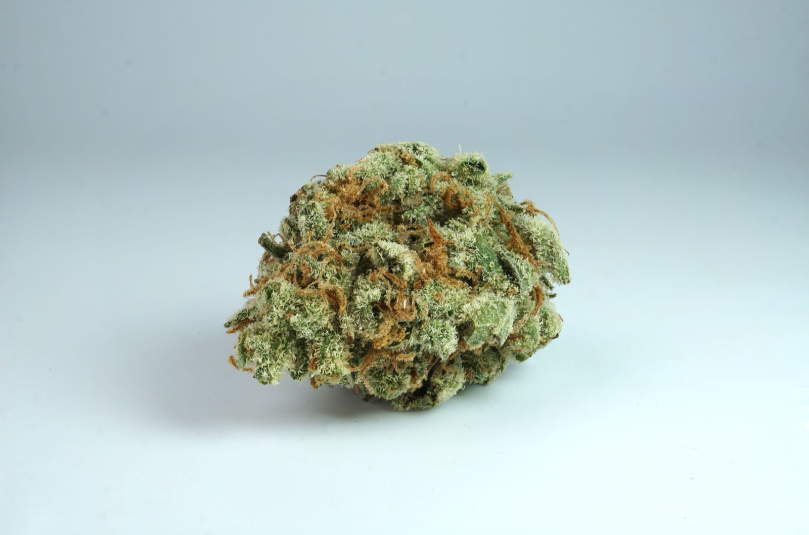 Dense compact cannabis flower typical of Purple Punch