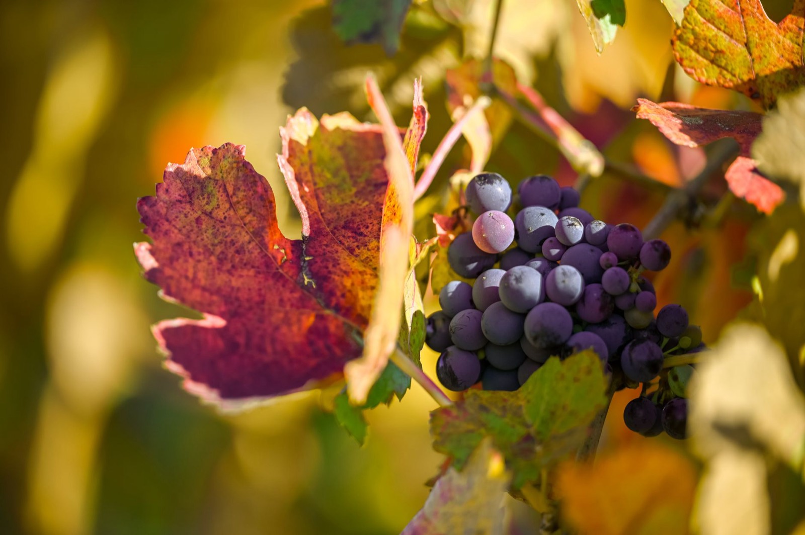 Dark grapes representing the grape candy note in Purple Punch