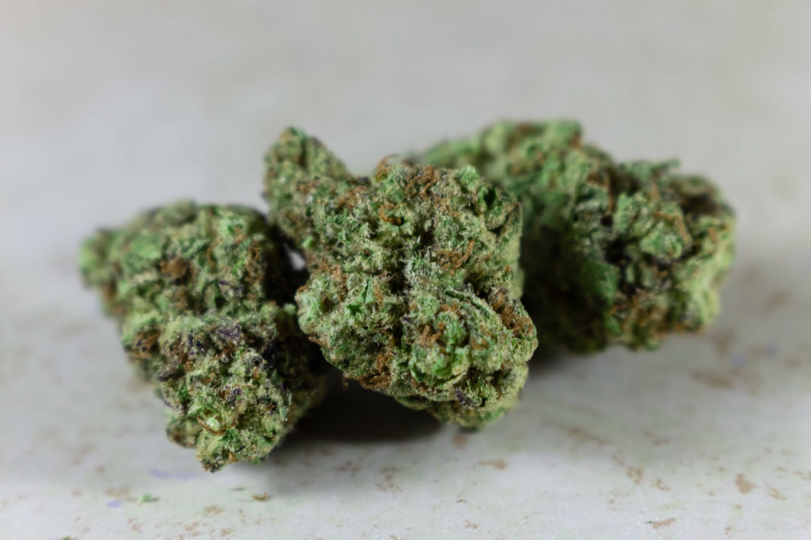 Dense colourful cannabis flower from the Sherbet line