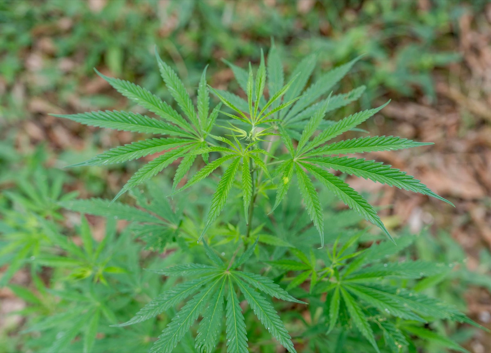 Exceptional trichome resin production characteristic of RS11