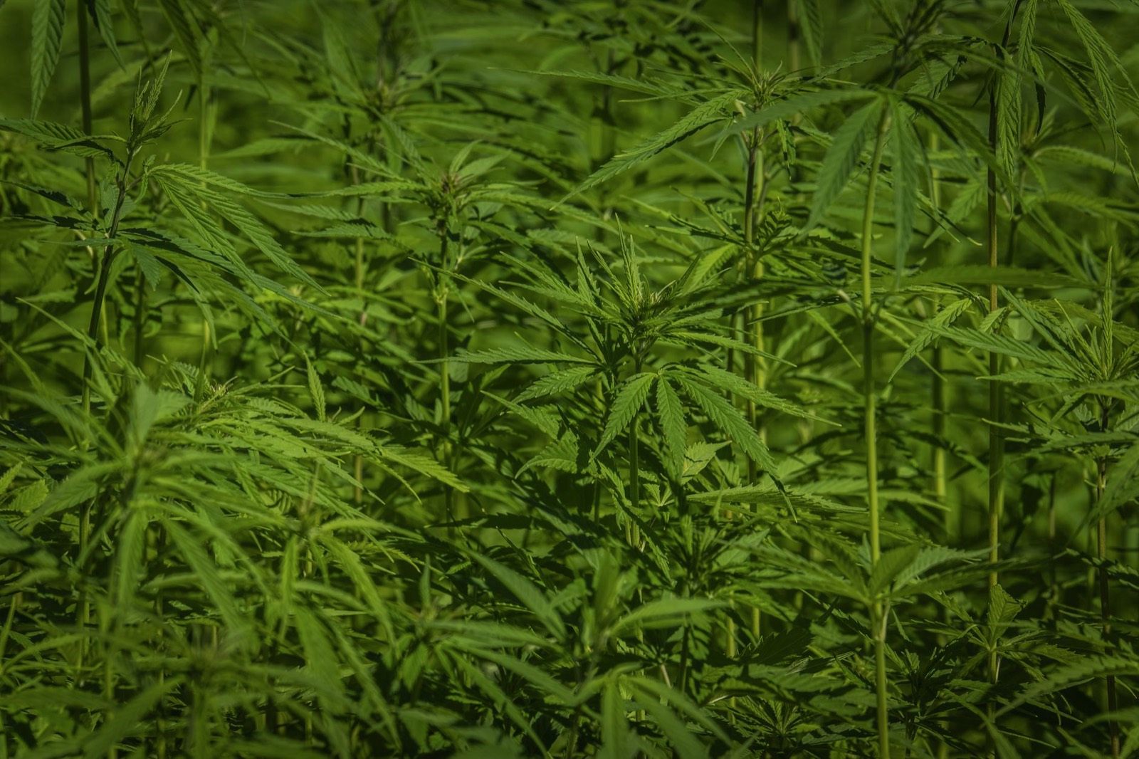 RS-line cannabis grown under controlled indoor conditions